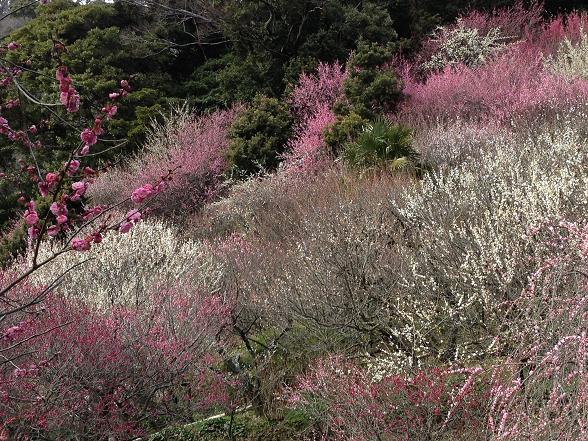 丸子梅園