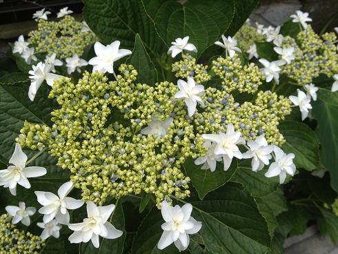 白い額紫陽花