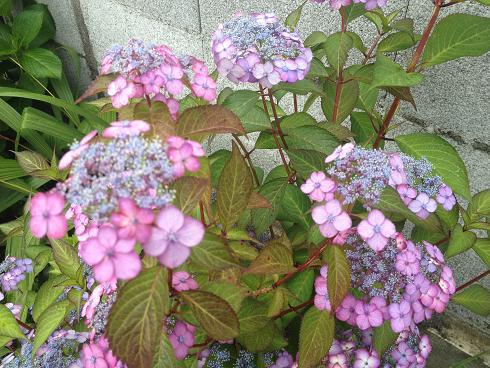 ピンク紫の額紫陽花