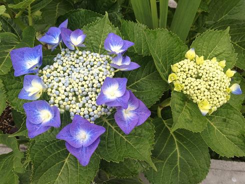 紫の額紫陽花