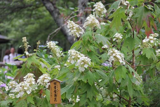 柏葉紫陽花