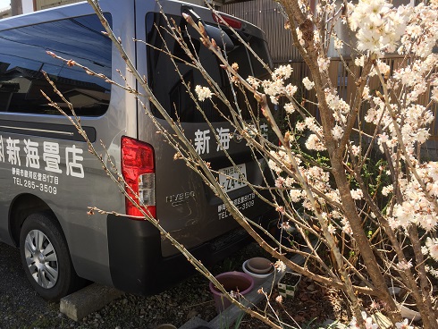 駐車場の桜とバン