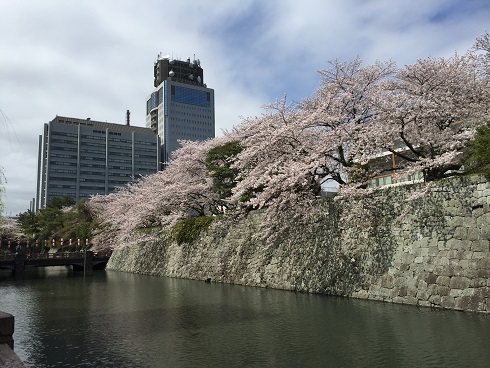 駿府城のお堀の桜