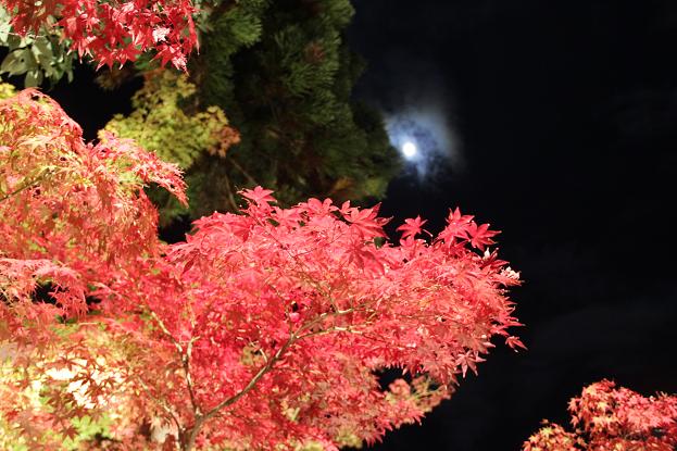 真っ赤な紅葉と月