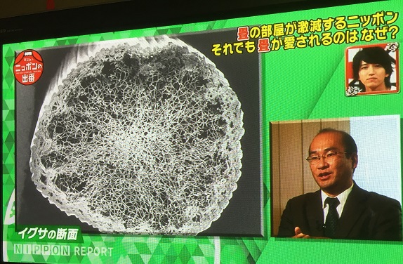 い草の断面