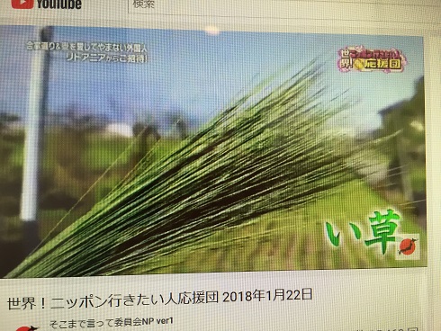 い草