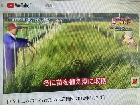 冬植えて夏収穫