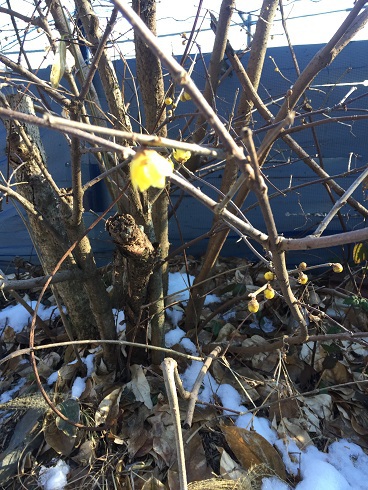 雪が残る庭