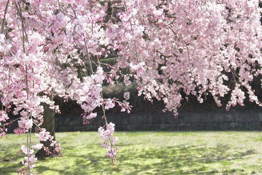 枝垂れ桜と芝生