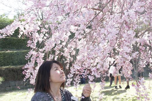 枝垂れ桜を観る私