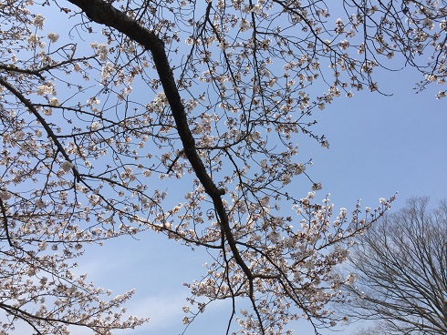 蓮華寺池の青空と桜