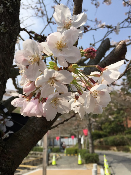 桜ｱｯﾌﾟ
