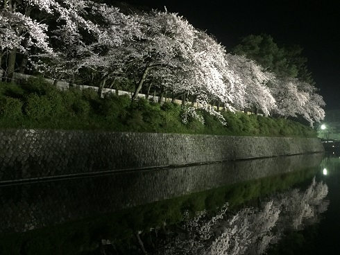 お堀の夜桜