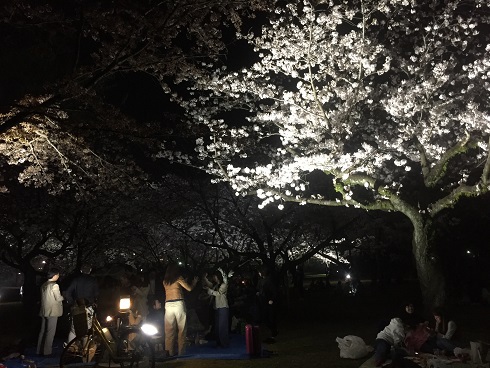 夜桜で花見