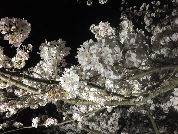 夜桜ｱｯﾌﾟ