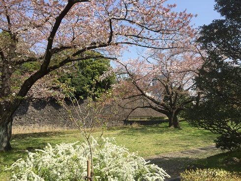 桜と雪柳