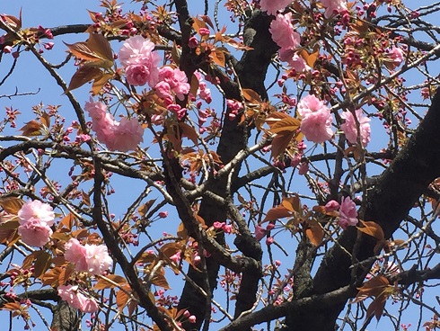 八重桜