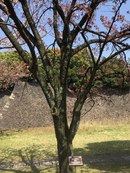 関山