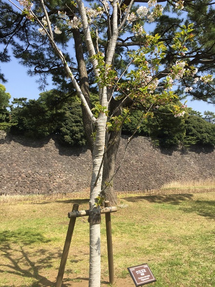 薄墨