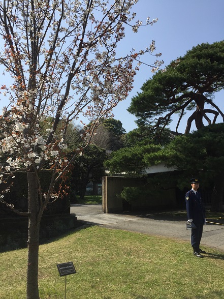 山桜×大島桜