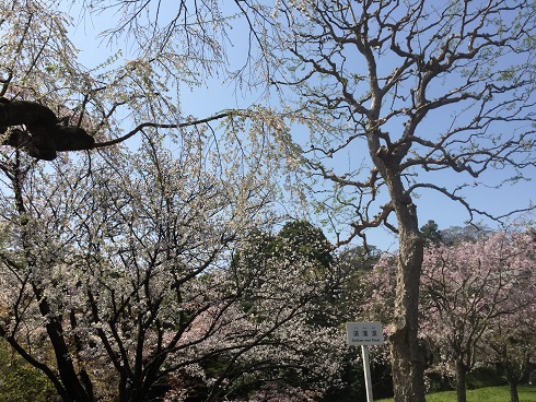 道灌濠の桜