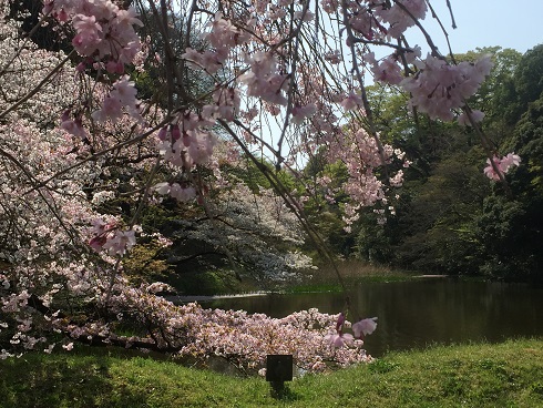 道灌濠の枝垂れ桜