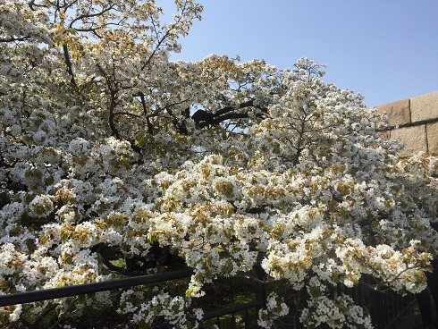 白い桜