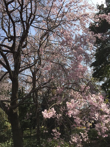 東御苑の枝垂れ桜