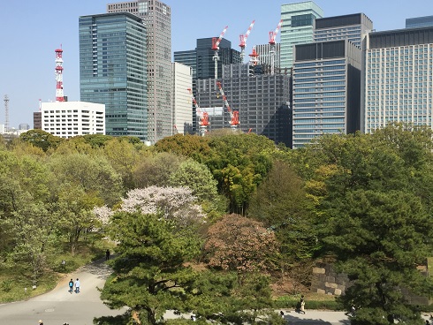 ビルと桜