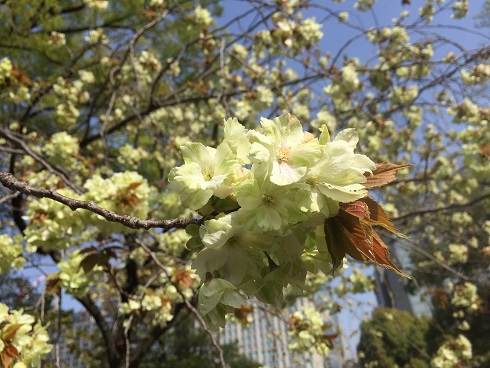 緑の桜の花
