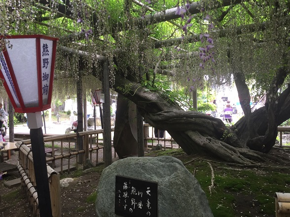 藤の花と石碑