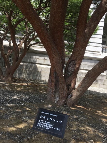 タギョウショウ