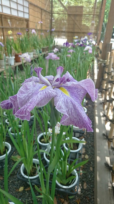 菖蒲？