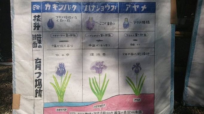 ｶｷﾂﾊﾞﾀﾊﾅｼｮｳﾌﾞｱﾔﾒ