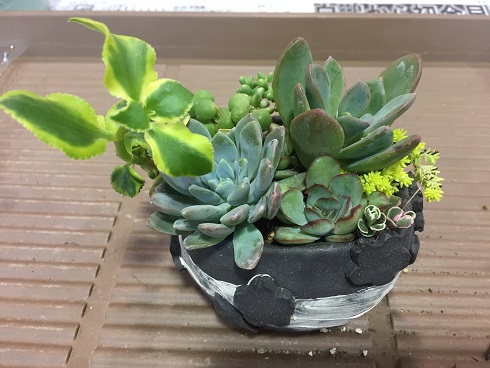 多肉寄せ植え完成