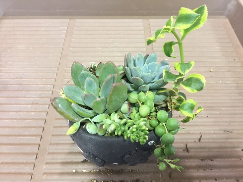 寄せ植え完成