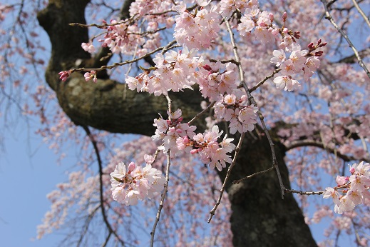 枝垂桜アップ