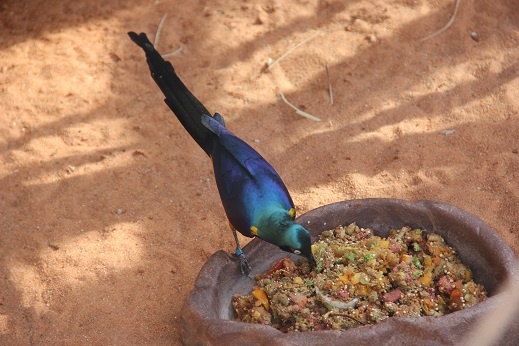 餌を食べる青い鳥
