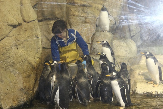 ペンギンとお姉さん