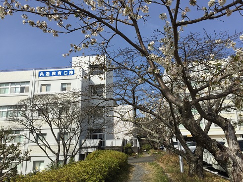 桜の木と校舎