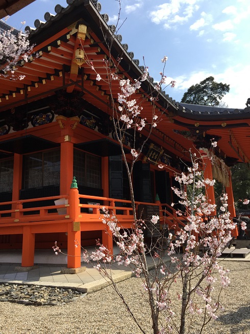 小さい桜と建物