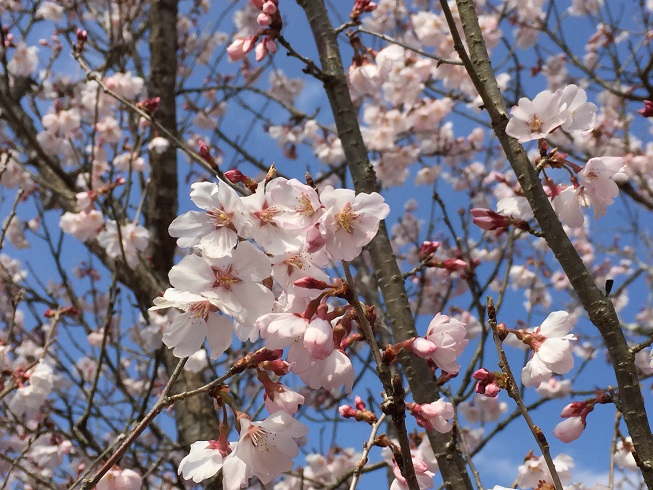 桜ｱｯﾌﾟ