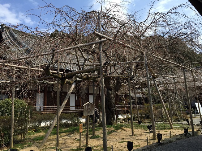 咲いていない枝垂れ桜