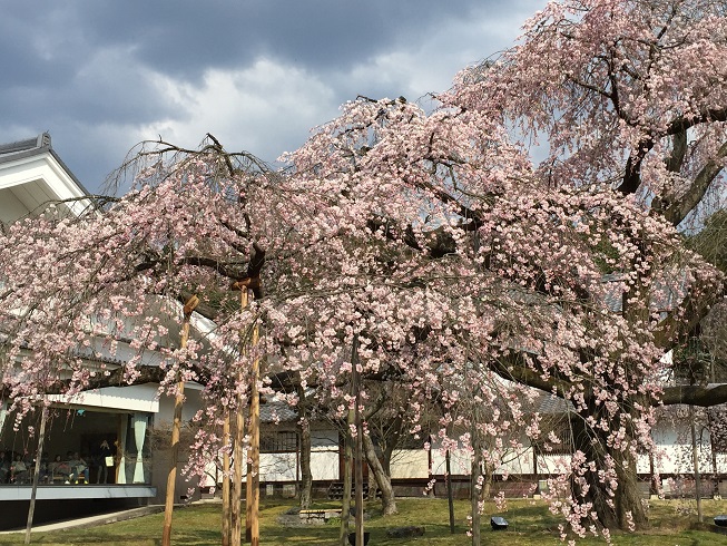 見事な枝垂れ桜