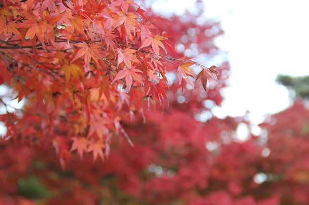 紅葉ｱｯﾌﾟ
