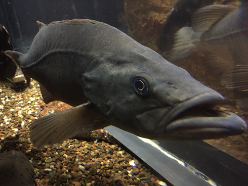 でかい魚