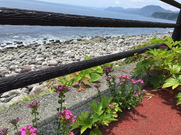 海沿いの花