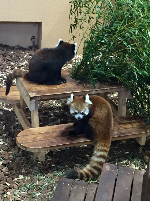 レッサーパンダ