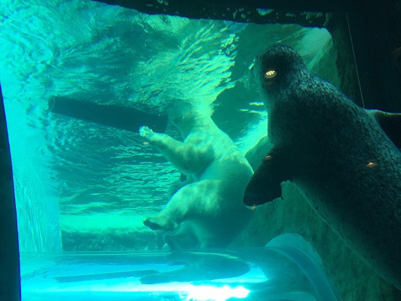 ホッキョクグマを見るアザラシ