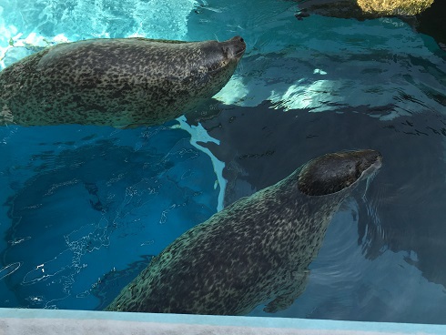 上から観たゴマフアザラシ